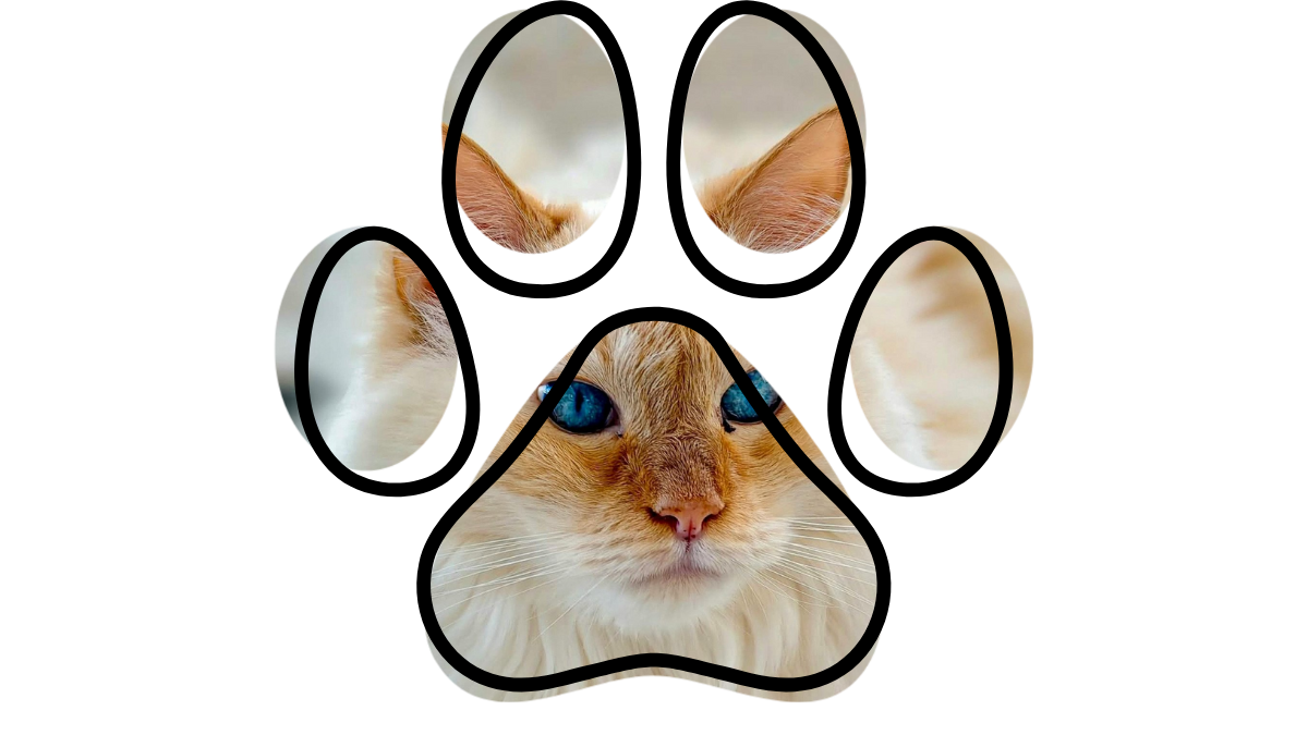 Map-style image showing Burien, White Center, Tukwila, and Des Moines with vet near me context