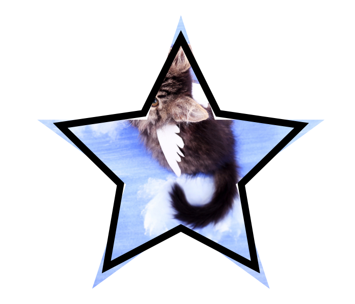 A cat with wings, a mythical creature that represents misconceptions in animal care