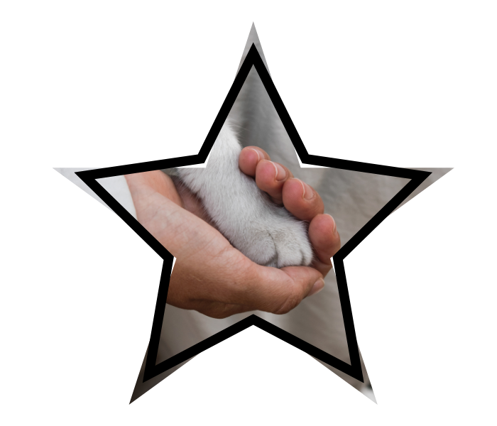 A person gently holding a cat's paw for trusted animal care in East China, MI at Riverview Veterinary Center