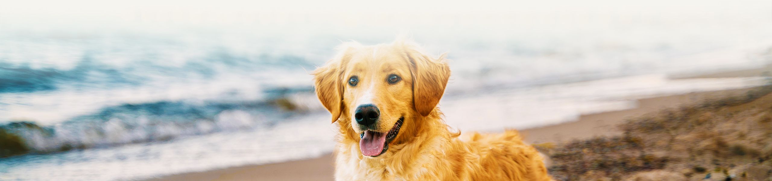smiling golden retriever dog in the beach