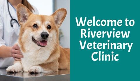 Welcome to Riverview Veterinary Clinic
