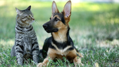 Optimizing Your Pet's Health With Pet Wellness
