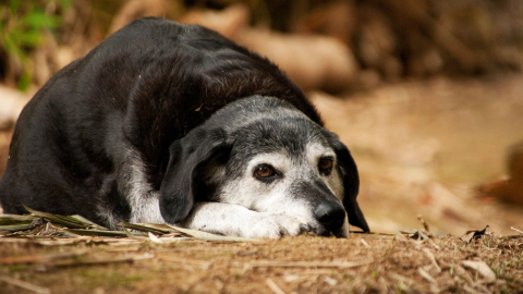 Osteoarthritis in Senior Pets: What You Can Do