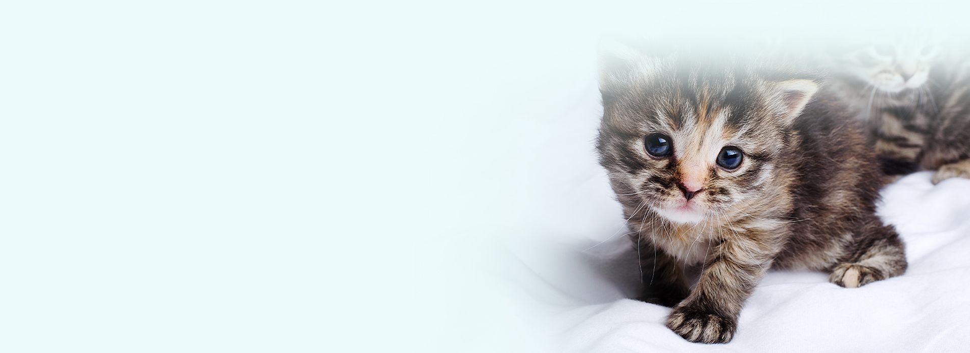 cute striped kitten on a bed